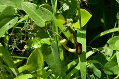 Aristolochia debilis