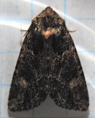 Aseptis binotata
