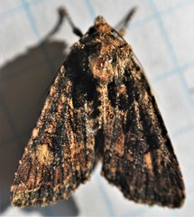 Aseptis binotata