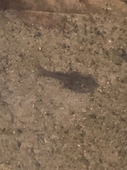 Leptodactylus fragilis