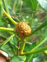 Asphondylia dodonaeae