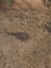 Leptodactylus fragilis