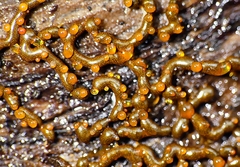 Willkommlangea reticulata