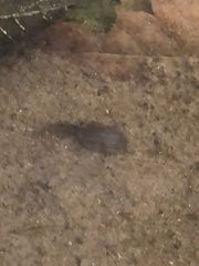 Leptodactylus fragilis