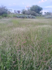 Bouteloua barbata rothrockii