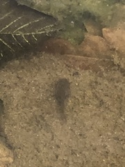 Leptodactylus fragilis