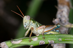 Chloroplus cactocaetes
