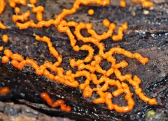 Willkommlangea reticulata