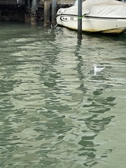 Chroicocephalus ridibundus