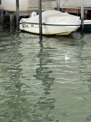 Chroicocephalus ridibundus