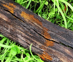 Willkommlangea reticulata