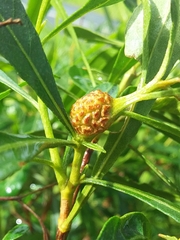 Asphondylia dodonaeae