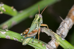 Chloroplus cactocaetes