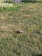 Sturnus vulgaris
