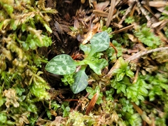 Goodyera repens