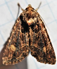 Aseptis binotata