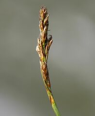 Carex simpliciuscula