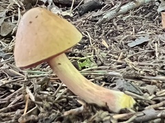 Caloboletus firmus