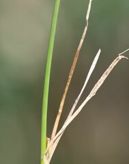 Carex simpliciuscula