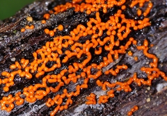 Willkommlangea reticulata