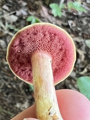 Caloboletus firmus
