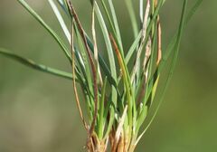 Carex simpliciuscula