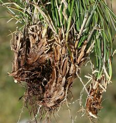 Carex simpliciuscula