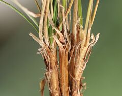 Carex simpliciuscula