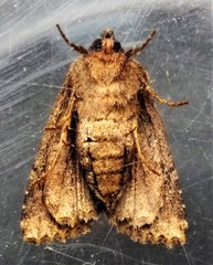 Aseptis binotata