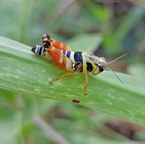 Aztec Spur-throated Grasshopper