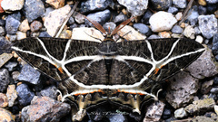 Mesastrape fulguraria