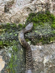 Elaphe carinata