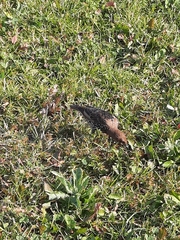 Sturnus vulgaris