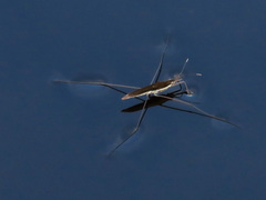 Limnoporus