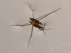Limnoporus