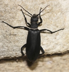 Epicauta segmenta