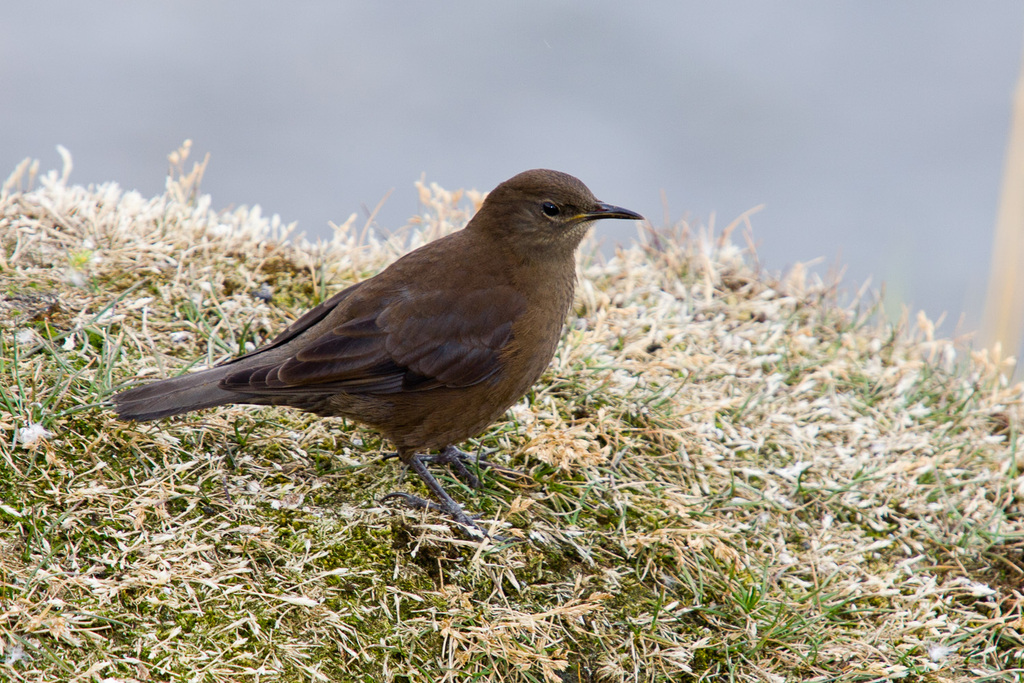 Blackish Cinclodes photo