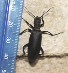 Epicauta segmenta
