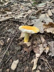 Russula flavida