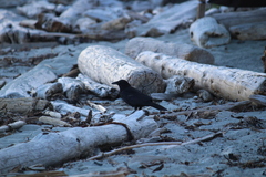 Corvus brachyrhynchos caurinus