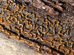 Willkommlangea reticulata