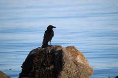 Corvus brachyrhynchos caurinus