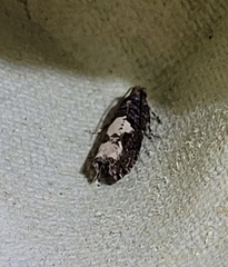 Epinotia trigonella