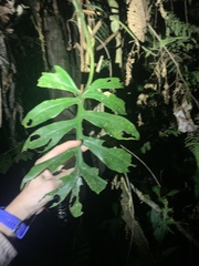 Philodendron distantilobum