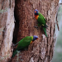 Trichoglossus moluccanus moluccanus