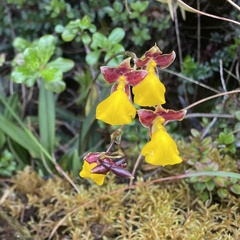 Cyrtochilum aureum