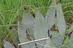 Agave parryi parryi