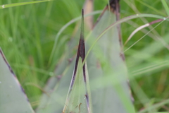 Agave parryi parryi