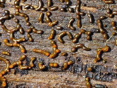 Willkommlangea reticulata