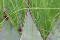 Agave parryi parryi